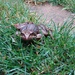 Frog v2 by bulldog