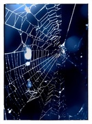 25th Jul 2013 - Spider Web Blues....