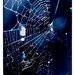 Spider Web Blues.... by streats