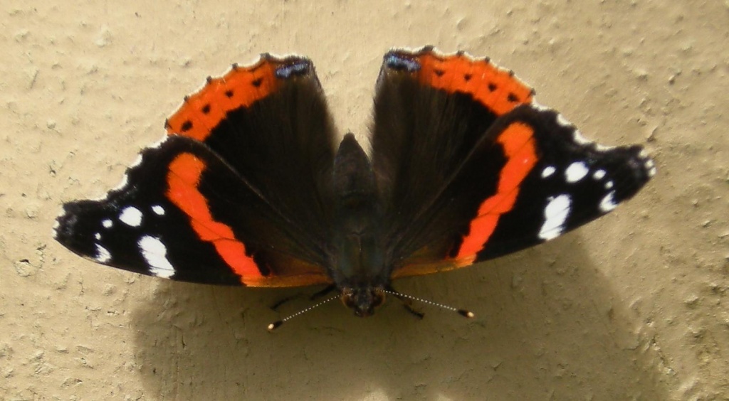 Butterfly by pyrrhula