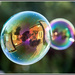 Double Bubble Reflection by gardencat