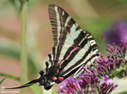 23rd Jul 2013 - Zebra Swallowtail