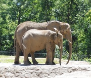 25th Jul 2013 - Mama and Baby Elephant