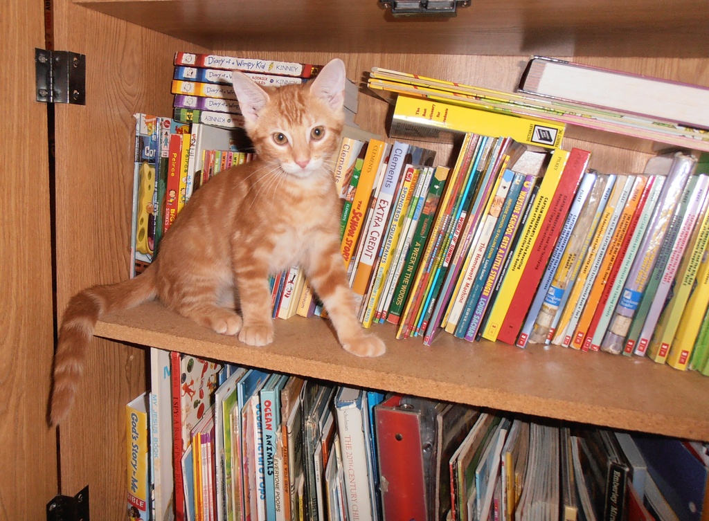 Library Cat by julie