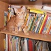 Library Cat by julie