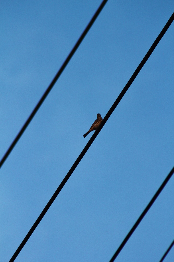 Bird on a wire by edorreandresen