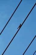 25th Jul 2013 - Bird on a wire