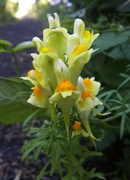 19th Jul 2013 - Yellow Toadflax