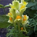 Yellow Toadflax by oldjosh