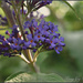 Buddleia Flower by tonygig