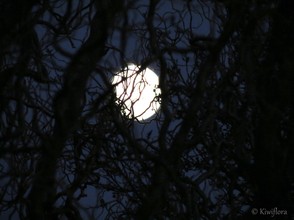 Moon setting at 7:37 a.m. by kiwiflora