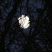 Moon setting at 7:37 a.m. by kiwiflora