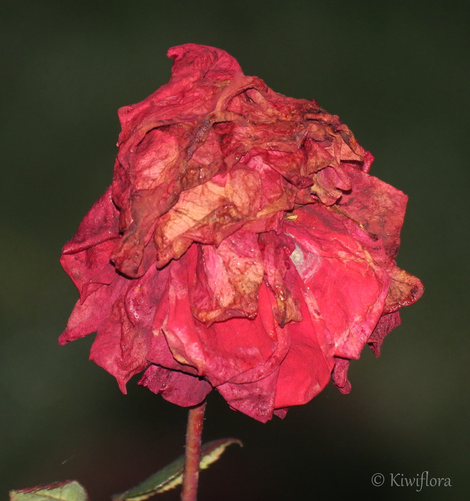 Rose 'Loving Memory' by kiwiflora