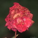 Rose 'Loving Memory' by kiwiflora