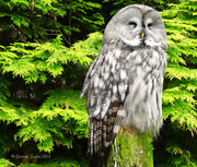 26th Jul 2013 - Summertime Sights / Day 26: Great Grey Owl.