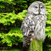 Summertime Sights / Day 26: Great Grey Owl. by darrenboyj