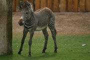 26th Jul 2013 - Baby Zebra