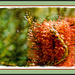 banksia bokeh and bee by annied
