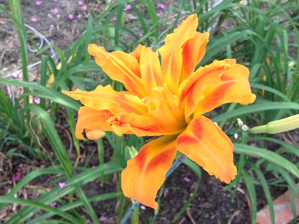 An unusually beautiful day lily seen on my walk this morning. by congaree