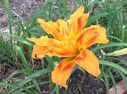 26th Jul 2013 - An unusually beautiful day lily seen on my walk this morning.
