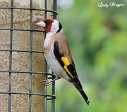 26th Jul 2013 - Goldfinch in Full Colour