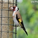 Goldfinch in Full Colour by ladymagpie