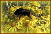 26th Jul 2013 - Giant bee