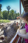 25th Jul 2013 - Feeding a Water Buffalo