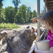 Feeding a Water Buffalo by skipt07