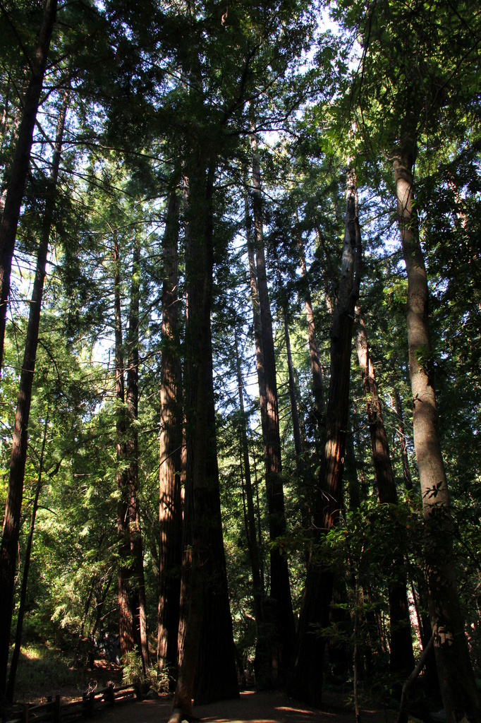 Redwoods by tara11