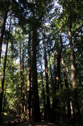18th Jul 2013 - Redwoods