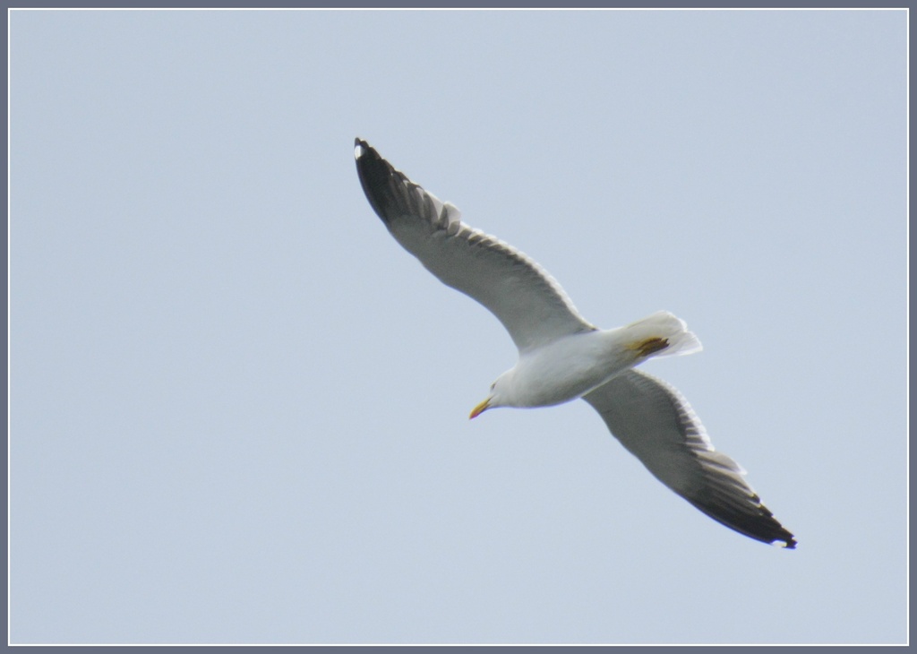 Gull in flight by rosiekind