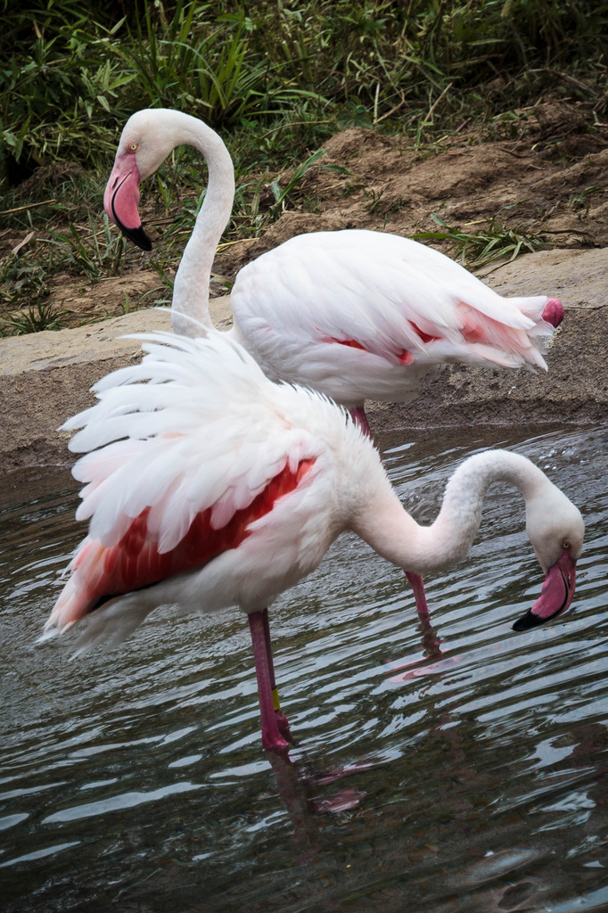 Flamingoes a deux by cdonohoue