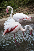 26th Jul 2013 - Flamingoes a deux
