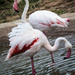 Flamingoes a deux by cdonohoue