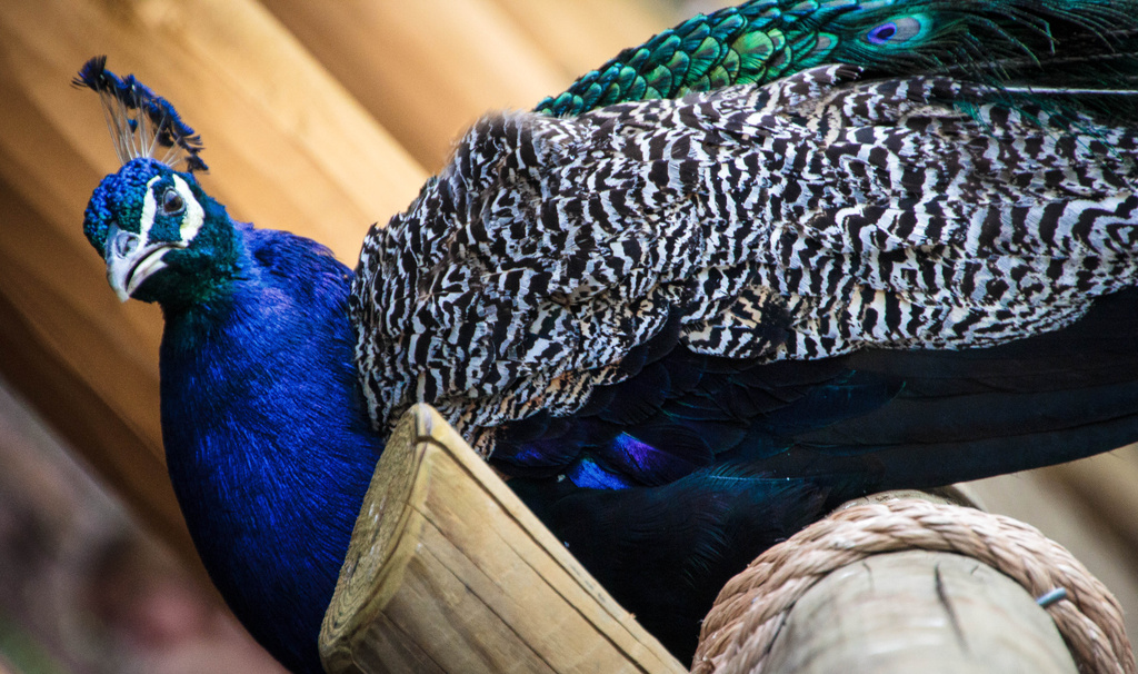 Peacock by cdonohoue
