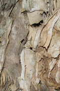 7th Feb 2013 - Filler -  melaleuca tree, paper bark