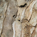 Filler -  melaleuca tree, paper bark by onewing