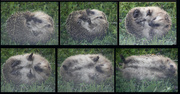 28th Jun 2013 - European hedgehog  (Erinaceus europaeus) - Siili