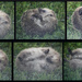 European hedgehog  (Erinaceus europaeus) - Siili by annelis