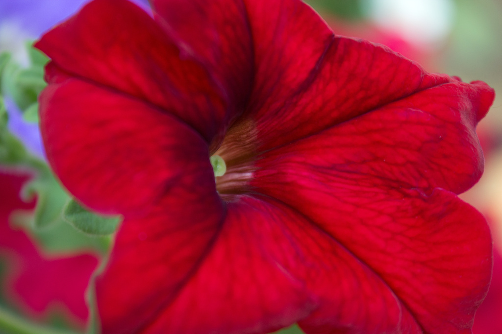 Super Petunia by nanderson