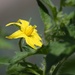Tomato flower IMG_7936 by annelis