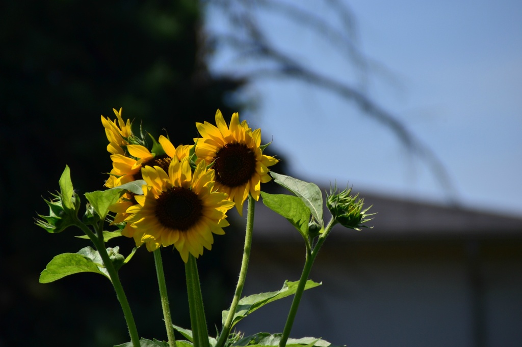 sunflowers! by summerfield