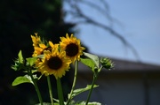 26th Jul 2013 - sunflowers!