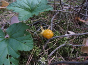 5th Jul 2013 - Cloudberry (Rubus chamaemorus) - Lakka, Hjortron IMG_4102