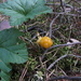Cloudberry (Rubus chamaemorus) - Lakka, Hjortron IMG_4102 by annelis
