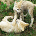 White wolf pups by elisasaeter