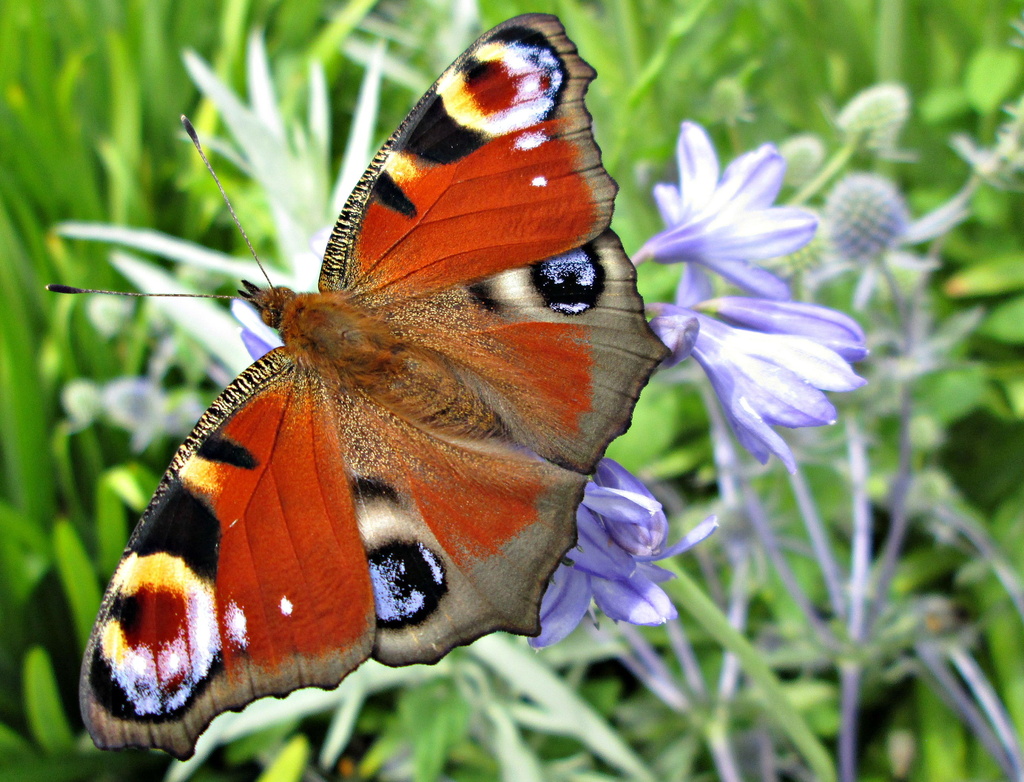 peacock butterfly and agapanthus by quietpurplehaze