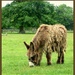A Shaggy Donkey Story by filsie65