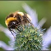 Bee Feeding by tonygig